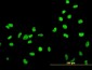 HMGB2 Antibody (monoclonal) (M05)