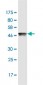 HMGB2 Antibody (monoclonal) (M05)