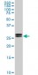 HMGB2 Antibody (monoclonal) (M05)