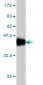 HMOX1 Antibody (monoclonal) (M01)