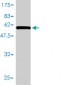 HMOX2 Antibody (monoclonal) (M01)