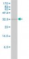 HMOX2 Antibody (monoclonal) (M01)