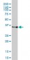 HMOX2 Antibody (monoclonal) (M01)