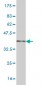 HNF4A Antibody (monoclonal) (M04)