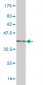 HNF4A Antibody (monoclonal) (M04)