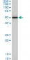 HNF4A Antibody (monoclonal) (M04)