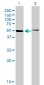 HNF4A Antibody (monoclonal) (M04)