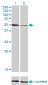 HNF4A Antibody (monoclonal) (M04)