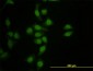 HNF4A Antibody (monoclonal) (M05)