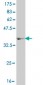 HNF4A Antibody (monoclonal) (M05)