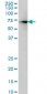 HNF4A Antibody (monoclonal) (M05)