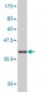 HNF4A Antibody (monoclonal) (M07)