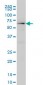 HNF4A Antibody (monoclonal) (M07)