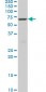 HNF4A Antibody (monoclonal) (M07)