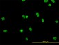 HNRNPG-T Antibody (monoclonal) (M01)