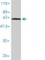 HNRPA2B1 Antibody (monoclonal) (M01)
