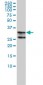 HNRPA2B1 Antibody (monoclonal) (M01)