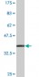 HOOK1 Antibody (monoclonal) (M02)