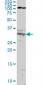 HOXA11 Antibody (monoclonal) (M05)