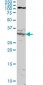 HOXA11 Antibody (monoclonal) (M05)