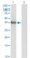 HOXA11 Antibody (monoclonal) (M05)