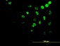 HOXA11 Antibody (monoclonal) (M08)