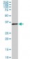 HOXA11 Antibody (monoclonal) (M08)