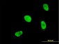 HOXA5 Antibody (monoclonal) (M05)