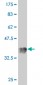 HOXA5 Antibody (monoclonal) (M05)