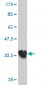 HOXA5 Antibody (monoclonal) (M09)