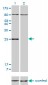 HOXB7 Antibody (monoclonal) (M04)