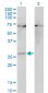 HOXB7 Antibody (monoclonal) (M05)
