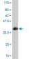 HOXC10 Antibody (monoclonal) (M01)