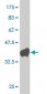 HOXC10 Antibody (monoclonal) (M02)