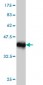 HOXC4 Antibody (monoclonal) (M01)