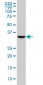 HOXC4 Antibody (monoclonal) (M01)