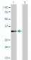 HOXC4 Antibody (monoclonal) (M01)