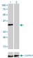 HOXC4 Antibody (monoclonal) (M01)