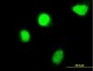 HOXC4 Antibody (monoclonal) (M02)