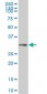 HOXC4 Antibody (monoclonal) (M02)