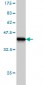 HOXC8 Antibody (monoclonal) (M01)