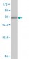 HOXC9 Antibody (monoclonal) (M01)