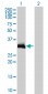 HOXC9 Antibody (monoclonal) (M01)