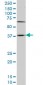 HOXD11 Antibody (monoclonal) (M01)