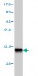 HOXD8 Antibody (monoclonal) (M01)