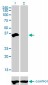 HOXD8 Antibody (monoclonal) (M01)