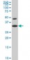 HOXD8 Antibody (monoclonal) (M03)