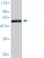 HPX Antibody (monoclonal) (M01)