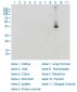 HSD3B1 Antibody (monoclonal) (M01)