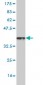 HSF4 Antibody (monoclonal) (M03)